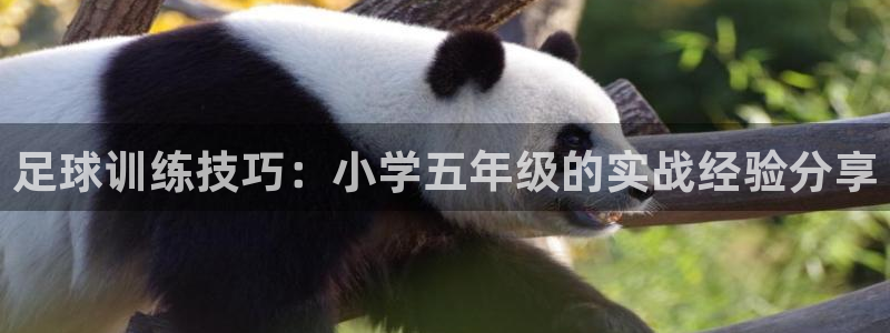 足球训练技巧：小学五年级的实战经验分