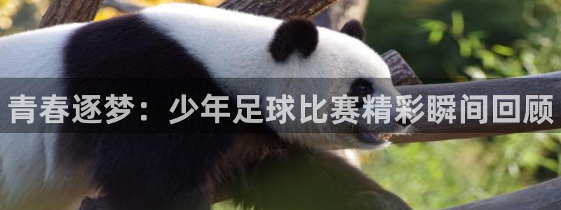 青春逐梦：少年足球比赛精彩瞬间回顾