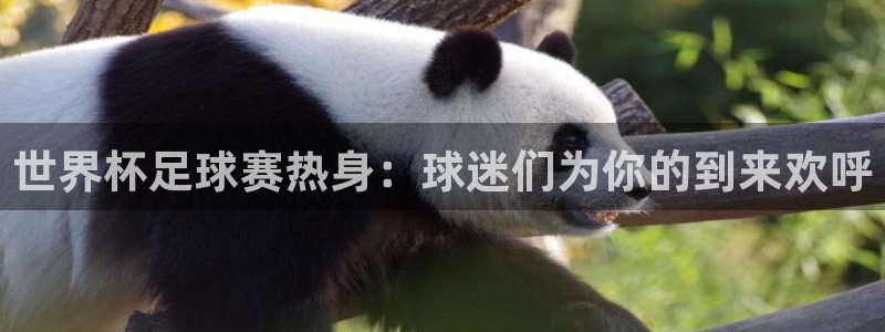 世界杯足球赛热身：球迷们为你的到来欢