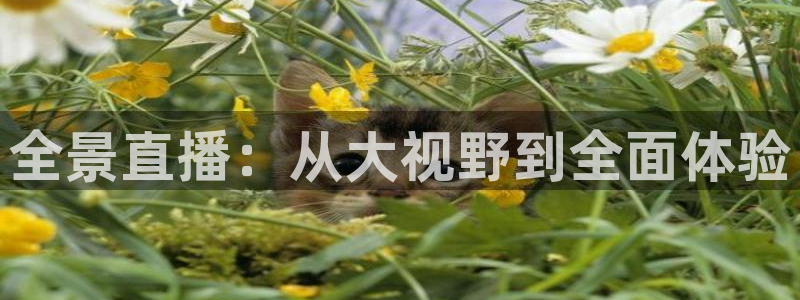 新球体育比分：全景直播：从大视野到全面体验